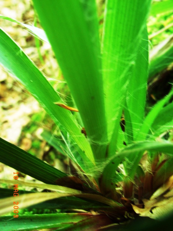 Luzula sylvatica